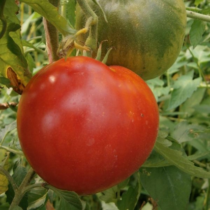 Tomate Cœur-de-Bœuf - Anna russe  ©GrainesdelPaïs