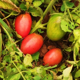 Tomate Olivette rose