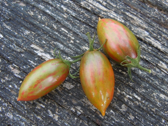 Tomate cerise Lucky Tiger
