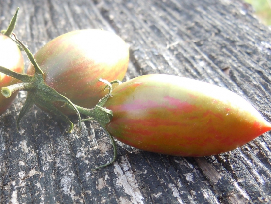 tomate cerise lucky tiger 2