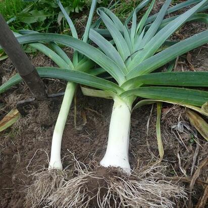 Copyright Germinance