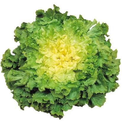 chicorée scarole géante maraîchère blanchie
