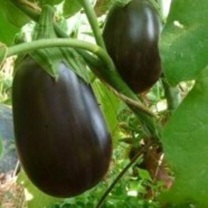 Aubergine Black beauty