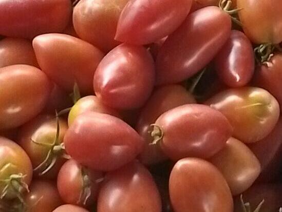 Tomate Olivette rose ELM