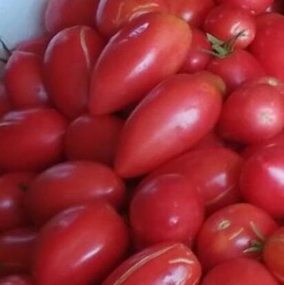 Tomate Olivette rose ELM