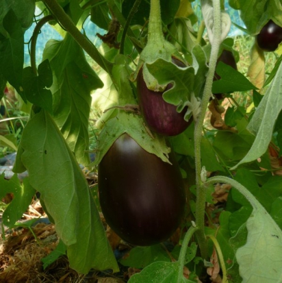 Aubergine Black beauty