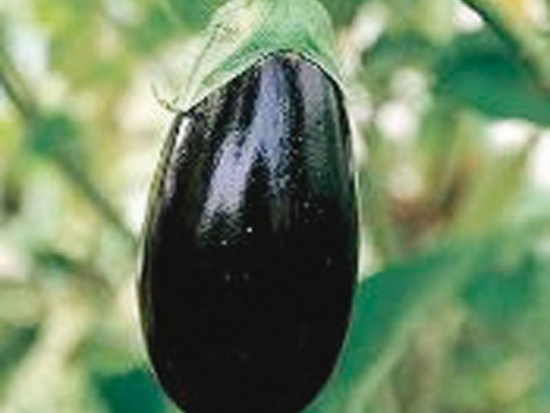 Aubergine Black beauty