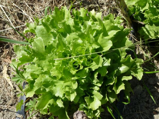 chicorée scarole géante maraîchère