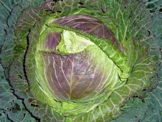 Chou de Milan de Pontoise  ©GrainesdelPaïs