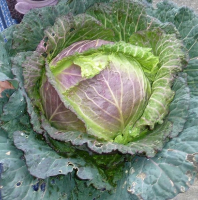 Chou de Milan de Pontoise  ©GrainesdelPaïs