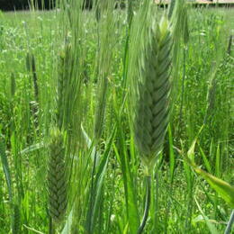 champ blé de khorazan